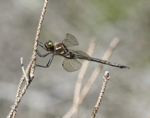 Hines Emerald Dragonfly, Somatochlora hineana