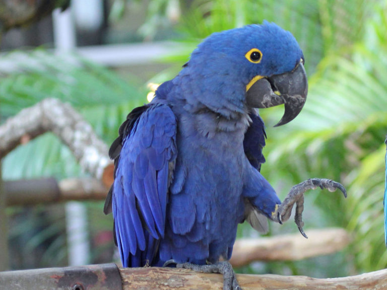 hyacinth-macaw-zupreem-pet