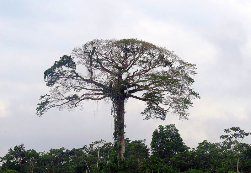 Kapok Tree l Lesser- Known Giant - Our Breathing Planet