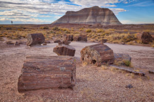 Petrified Forest