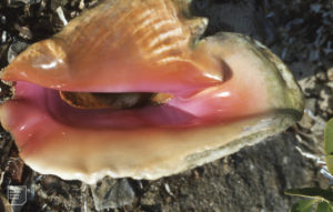 Queen Conch, Lobatus gigas