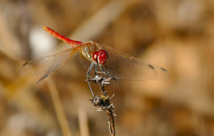 Red Veined Darter, Sympetrum fonscolombii