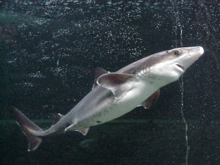 spiny-dogfish-l-small-but-impressive-our-breathing-planet