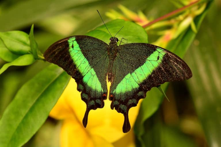 Emerald Swallowtail l Dazzling Lepidoptera - Our Breathing Planet