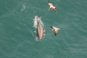 Finless Porpoise, Neophocaena phocaenoides