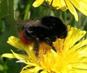 Red-Tailed Bumblebee, Bombus lapidarius