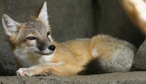 Swift Fox, Vulpes velox