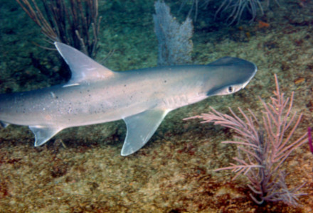 Bonnethead Shark, Sphyrna tiburo