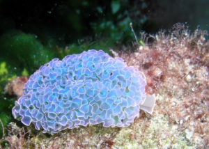 Lettuce Sea Slug, Elysia crispata