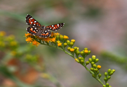 Mormon Metalmark Butterfly, Apodemia mormo