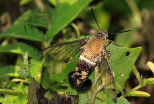 Pellucid Hawkmoth, Cephonodes hylas