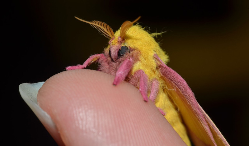 Rosy Maple Moth Facts - Fact Animal