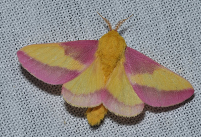 rosy maple moth spiritual meaning