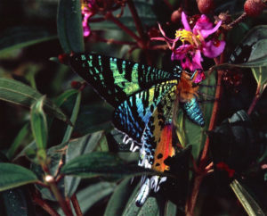 Sunset Moth, Chrysiridia rhipheus