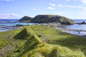 Macquarie island