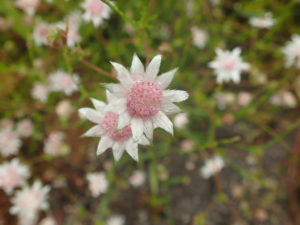 Pink Flannel Flower, Actinotus forsythii