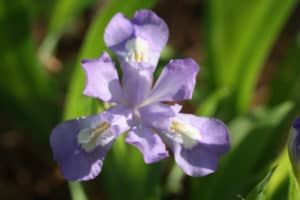 Dwarf Crested Iris, Iris cristata