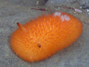 Orange Peel Doris, Acanthodoris lutea