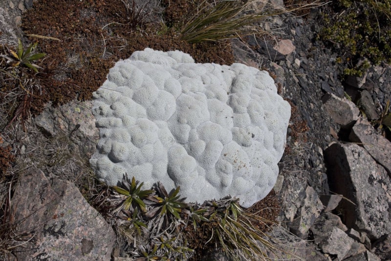 Vegetable Sheep, Raoulia eximia