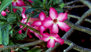 Adenium Flower Bonsai, Adenium obesum