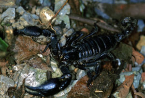 Asian Forest Scorpion, Heterometrus longimanus