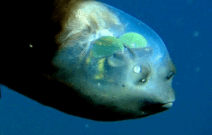 Barreleye Fish, Macropinna microstoma