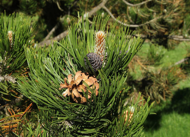 Bosnian Pine L Intense Evergreen Our Breathing Planet   Bosnian Pine 768x552 