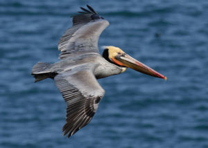 Brown Pelican, Pelecanus occidentalis