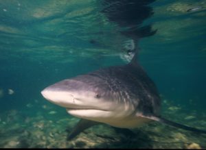 Bull Shark, Carcharhinus leucas