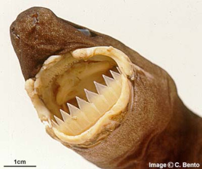 Cookiecutter Shark L Remarkable - Our Breathing Planet