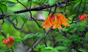 Flame Azalea, Rhododendron calendulaceum