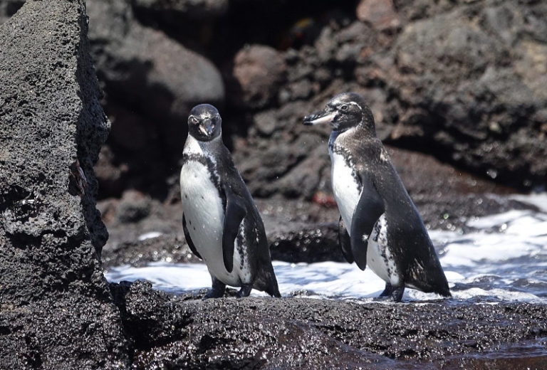 Galapagos Penguin l Fascinating Creature - Our Breathing Planet