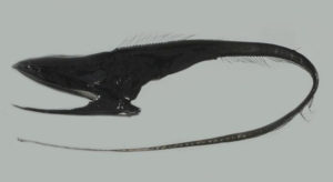 Gulper Eel, Eurypharynx pelecanoides