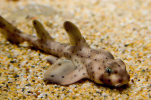 Horn Shark, Heterodontus francisci