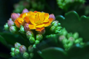 Kalanchoe