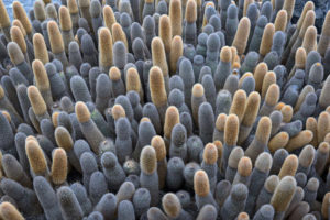 Lava Cactus, Brachycereus nesioticus