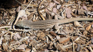 Leaping Lesbian Lizard, Cnemidophorus neomexicanus