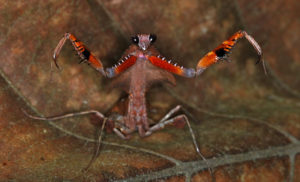 Malaysian Dead Leaf Mantis, Deroplatys lobata