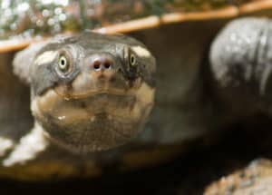 Mary River Turtle, Elusor macrurus