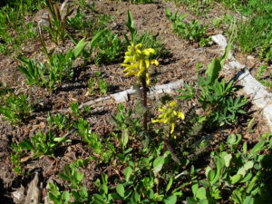 Mount Ranier Lousewort, Pedicularis rainierensis