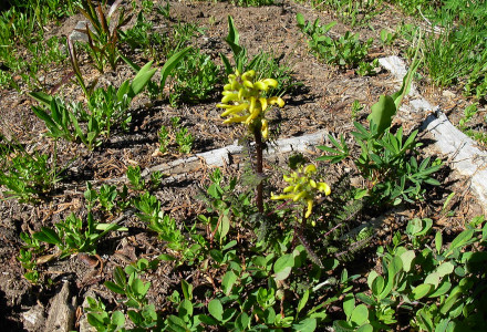 Mount Ranier Lousewort, Pedicularis rainierensis