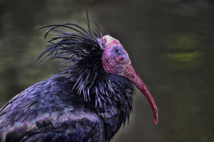 Northern Bald Ibis, Geronticus eremita