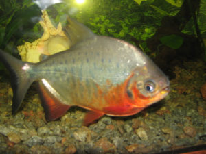 Pacu