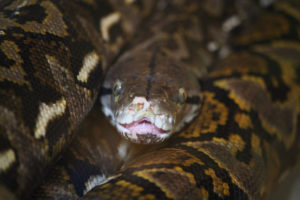 Reticulated Python, Python reticulatus