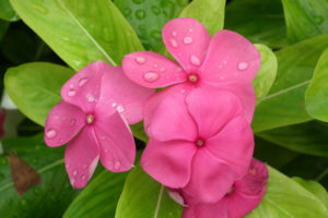 Rosy Periwinkle, Catharanthus roseus