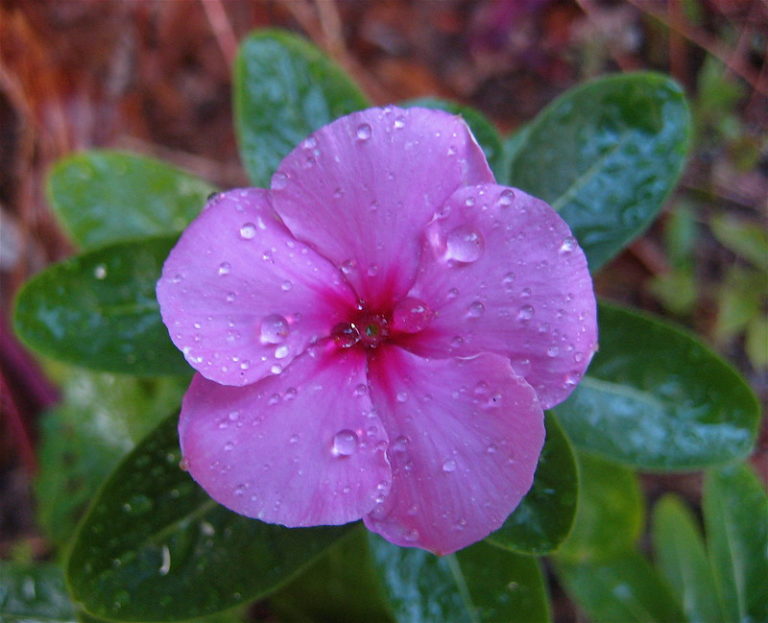 Rosy Periwinkle l Startling Fact - Our Breathing Planet