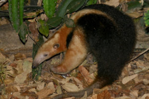 Southern Tamandua, Tamandua tetradactyla