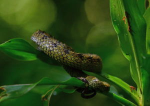 Spiny Bush Viper, Atheris hispida