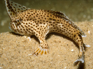 Spotted Handfish, Brachionichthys hirsutus