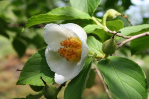 Stewartia